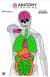 ACTION TARGET INC GS-ANATOMY-100 Anatomy Training Target Paper 23" x 35" Silhouette/Vitals Black/Gray/Green/Orange/Pink 100 Per